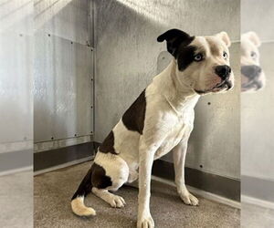 Mutt Dogs for adoption in San Bernardino, CA, USA