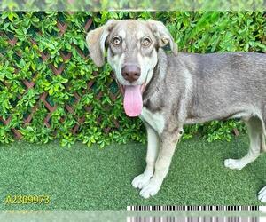 Siberian Husky-Weimaraner Mix Dogs for adoption in West Palm Beach, FL, USA