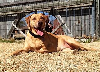Rhodesian Ridgeback Dogs for adoption in Keller, TX, USA