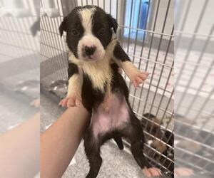 American Pit Bull Terrier Dogs for adoption in Houston, TX, USA
