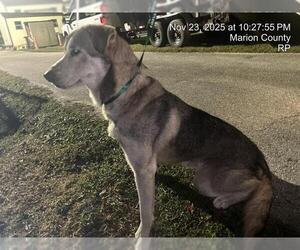 German Shepherd Dog-Unknown Mix Dogs for adoption in Ocala, FL, USA