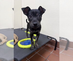Chihuahua-Labrador Retriever Mix Dogs for adoption in Jefferson, NJ, USA