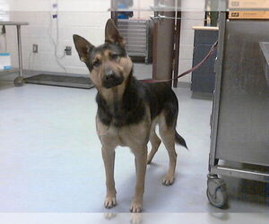 German Shepherd Dog Dogs for adoption in Fayetteville, NC, USA