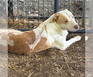 Labrador Retriever-Unknown Mix Dogs for adoption in Tulsa, OK, USA
