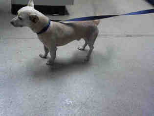 Medium Photo #1 Dachshund Puppy For Sale in Charlotte, NC, USA