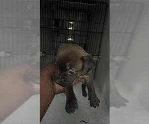 Labrador Retriever-Unknown Mix Dogs for adoption in Houston, TX, USA