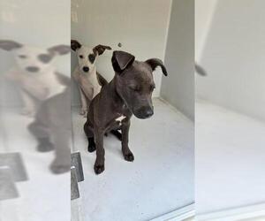 Labrador Retriever-Unknown Mix Dogs for adoption in Houston, TX, USA