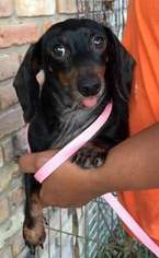 Dachshund Dogs for adoption in Lafayette, LA, USA