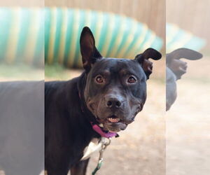 Mutt Dogs for adoption in Philadelphia, PA, USA