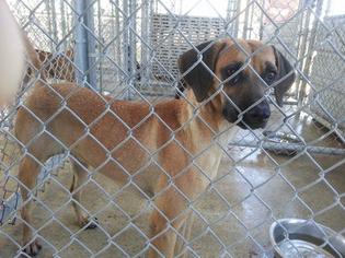 Medium Photo #1 Redbone Coonhound-Unknown Mix Puppy For Sale in Hankamer, TX, USA