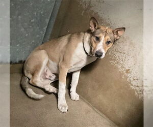 Gerberian Shepsky Dogs for adoption in San Bernardino, CA, USA