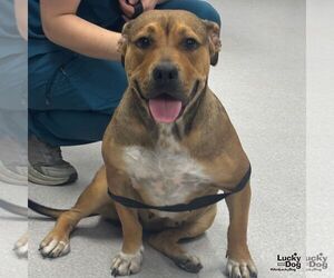 Mutt Dogs for adoption in Washington, DC, USA