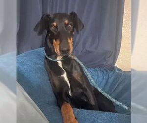 Doberman Pinscher Dogs for adoption in Tracy, CA, USA
