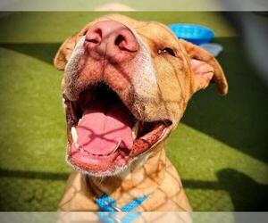 American Pit Bull Terrier Dogs for adoption in Orlando, FL, USA