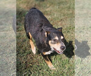 Mutt Dogs for adoption in Sheboygan, WI, USA