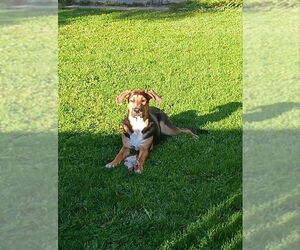 Mutt Dogs for adoption in Wyoming, MI, USA