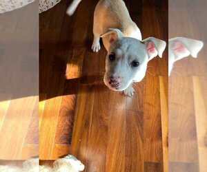 Mutt Dogs for adoption in Calgary, Alberta, Canada