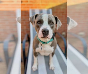 American Staffordshire Terrier-Unknown Mix Dogs for adoption in Arlington, VA, USA