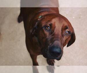 Redbone Coonhound Dogs for adoption in Wylie, TX, USA