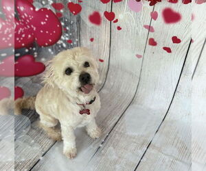 Mutt Dogs for adoption in bloomington, IL, USA