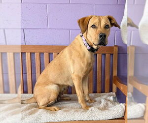 Mutt Dogs for adoption in Genesee, WI, USA