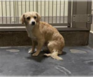 Mutt Dogs for adoption in Upland, CA, USA