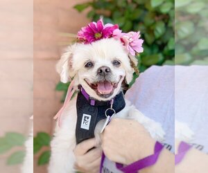 Shih Tzu-Unknown Mix Dogs for adoption in Pittsburg, CA, USA