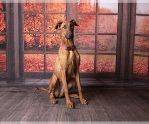 Doberman Pinscher-Unknown Mix Dogs for adoption in Elk Grove, CA, USA
