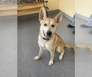 Huskies -Unknown Mix Dogs for adoption in Low Moor, VA, USA
