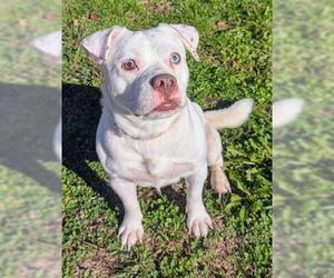 American Pit Bull Terrier-Unknown Mix Dogs for adoption in Akron, OH, USA