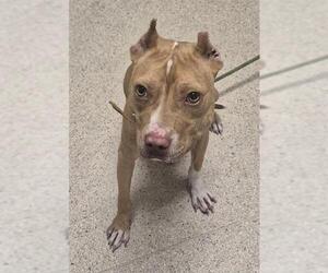 Mutt Dogs for adoption in Bakersfield, CA, USA