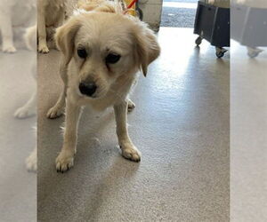 Chihuahua Dogs for adoption in San Bernardino, CA, USA