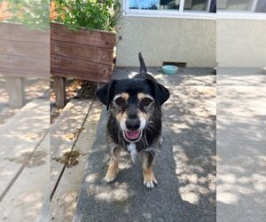 Mutt Dogs for adoption in Oakley , CA, USA