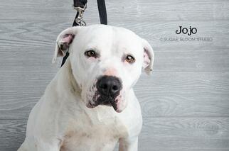 American Bulldog-Unknown Mix Dogs for adoption in Littleton, CO, USA