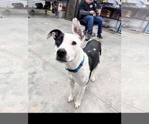 Labrador Retriever-Staffordshire Bull Terrier Mix Dogs for adoption in Tracy City, TN, USA