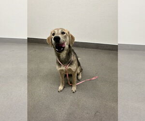 Labrador Retriever-Unknown Mix Dogs for adoption in San Diego, CA, USA