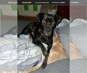 American Pit Bull Terrier-Unknown Mix Dogs for adoption in Benton, PA, USA