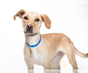 Labrador Retriever-Unknown Mix Dogs for adoption in Franklin, TN, USA