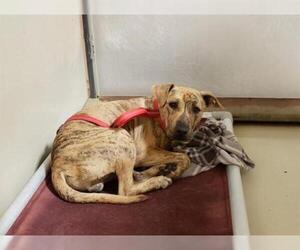 Bullmastiff Dogs for adoption in Bakersfield, CA, USA