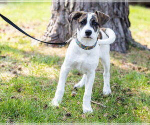 Mutt Dogs for adoption in Brooklyn Center, MN, USA