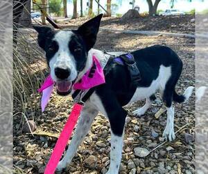 Border Collie-Unknown Mix Dogs for adoption in Las Vegas, NV, USA