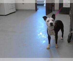 American Pit Bull Terrier-Unknown Mix Dogs for adoption in Fayetteville, NC, USA