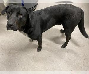 Borador Dogs for adoption in Modesto, CA, USA