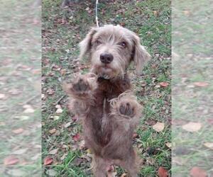 Lhasa Apso-Unknown Mix Dogs for adoption in Missouri City, TX, USA