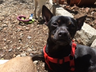 Chipin Dogs for adoption in Rowayton, CT, USA