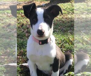 Borador Dogs for adoption in Conway, AR, USA