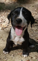 Medium Photo #1 Labrador Retriever-Unknown Mix Puppy For Sale in Alexander, AR, USA