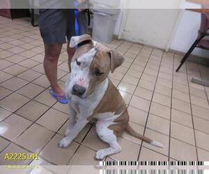 American Pit Bull Terrier Dogs for adoption in West Palm Beach, FL, USA
