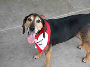 Black and Tan Coonhound Dogs for adoption in Denver, CO, USA