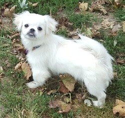 Medium Photo #1 Peke-A-Poo Puppy For Sale in Pawtucket, RI, USA